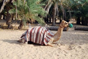 A camel in the Dubai desert.
