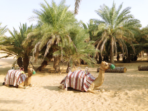 Dubai – City in the Sand